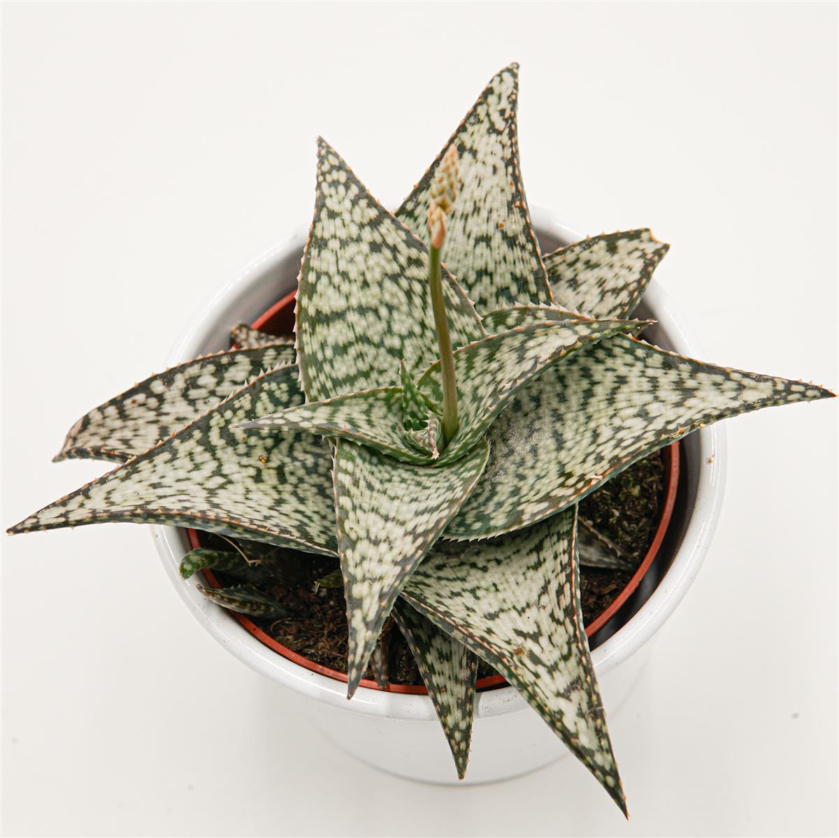 Aloe aculeata Wilderness - 10.5cm