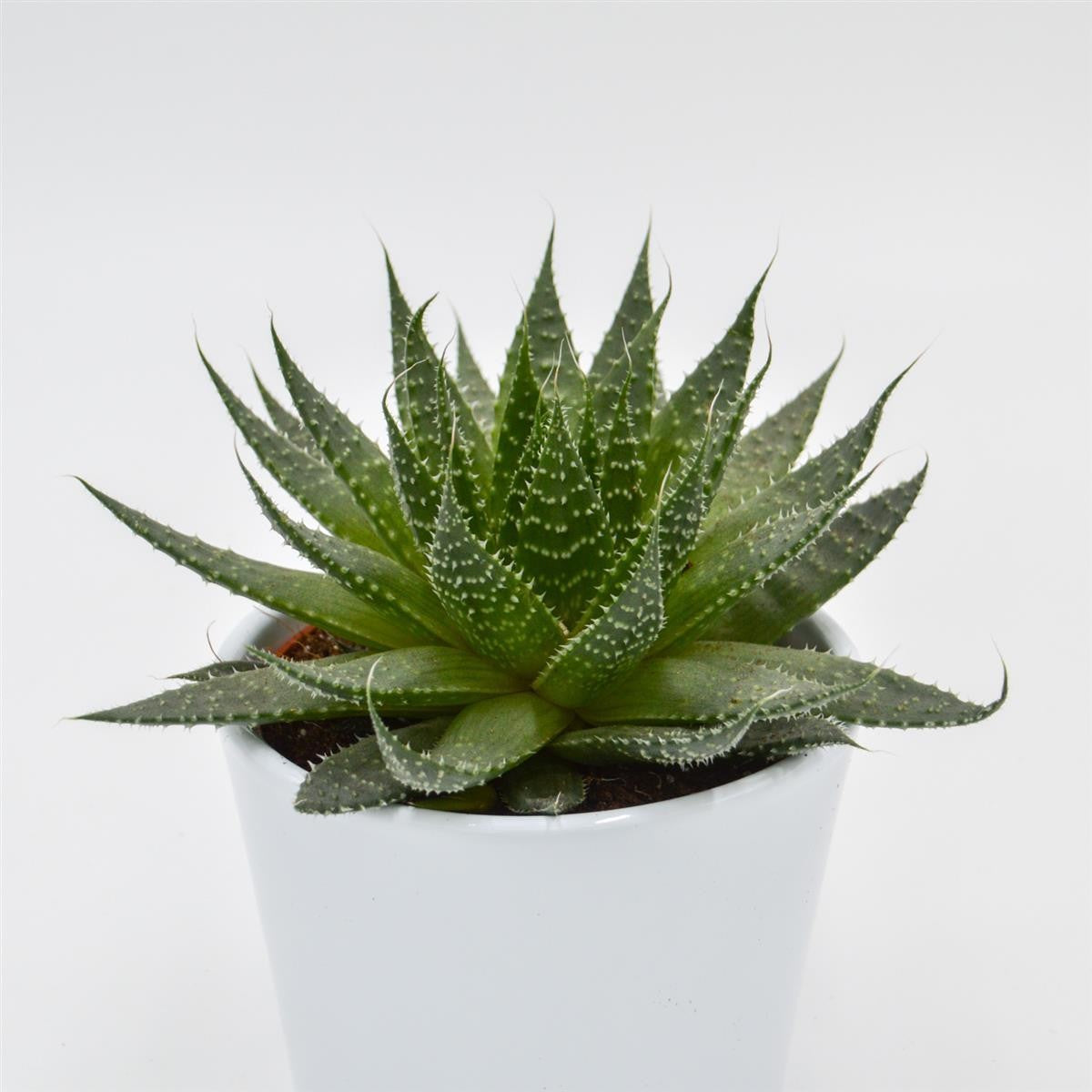 Aloe Akila - 10.5cm