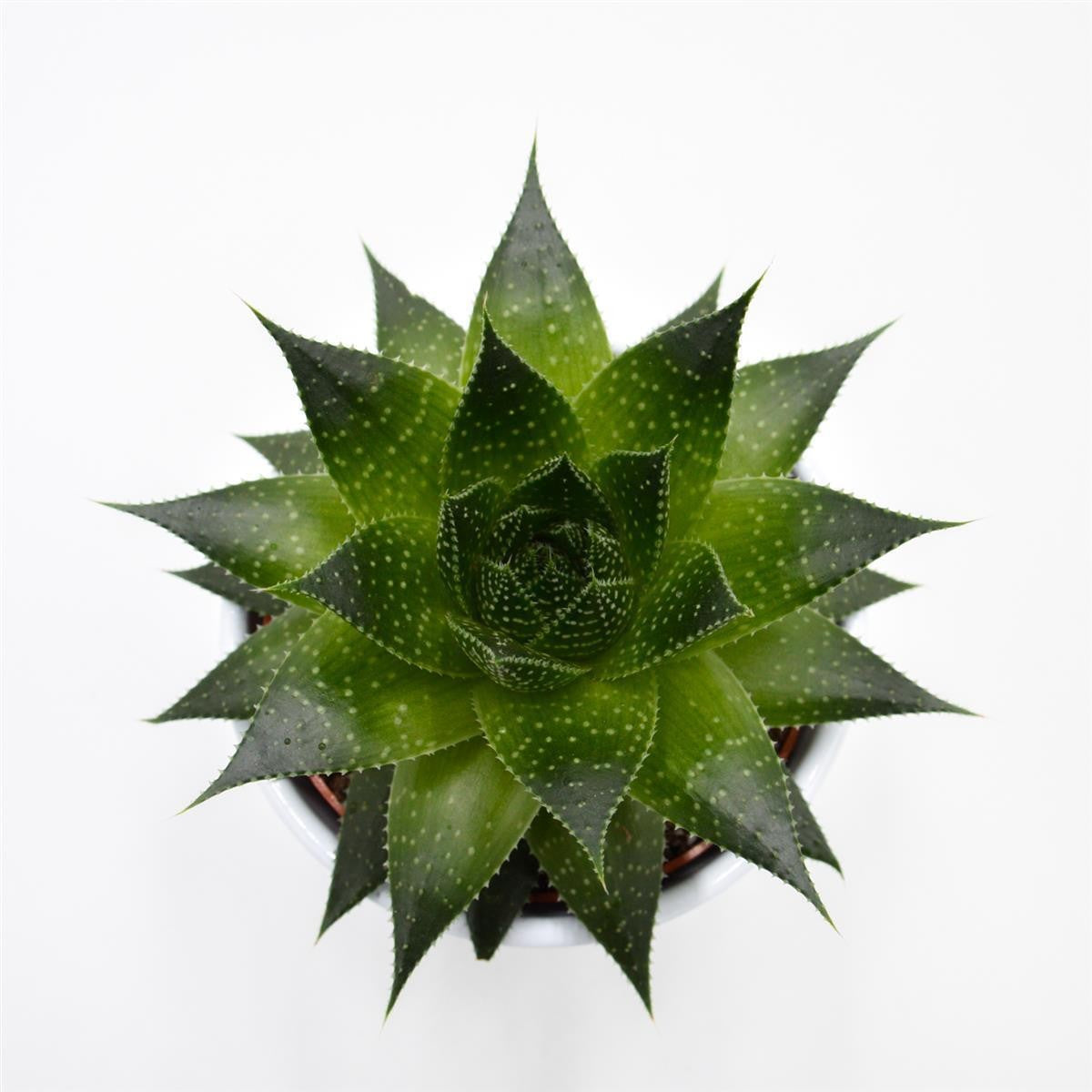 Aloe Ami - 10,5cm