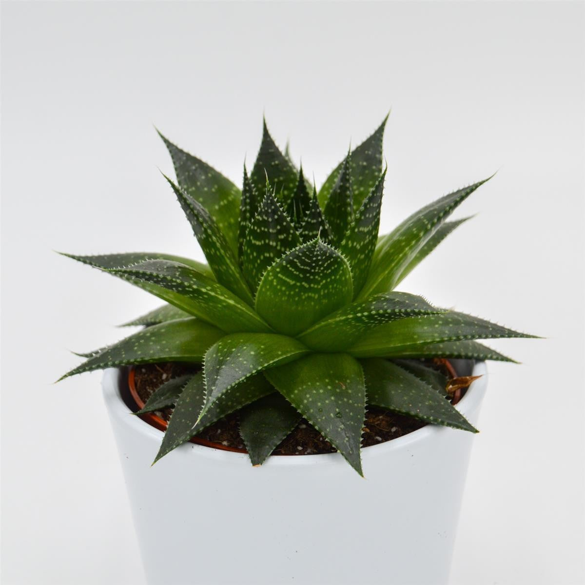 Aloe Ami - 10.5cm