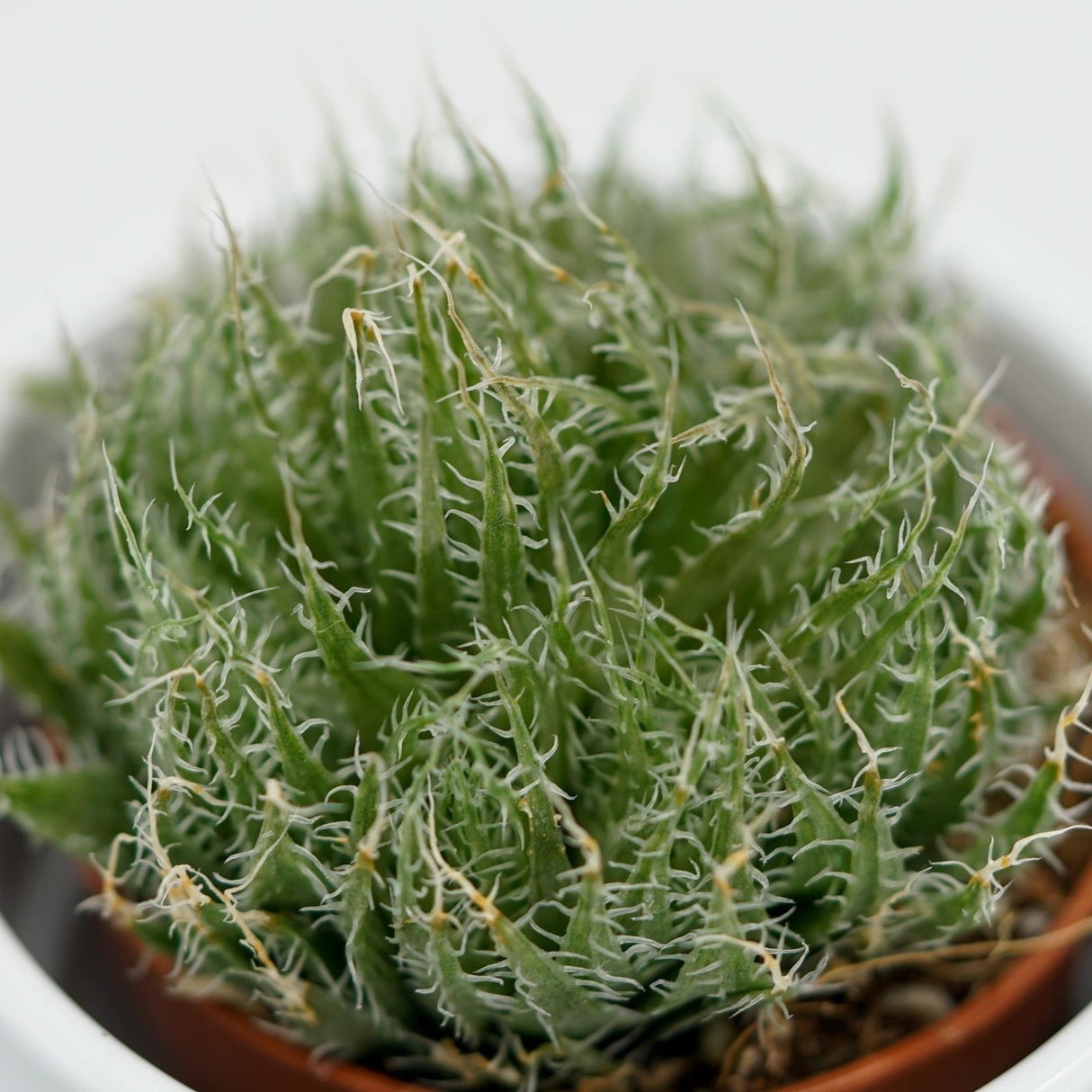 Aloe arachnoidea - 5.5cm