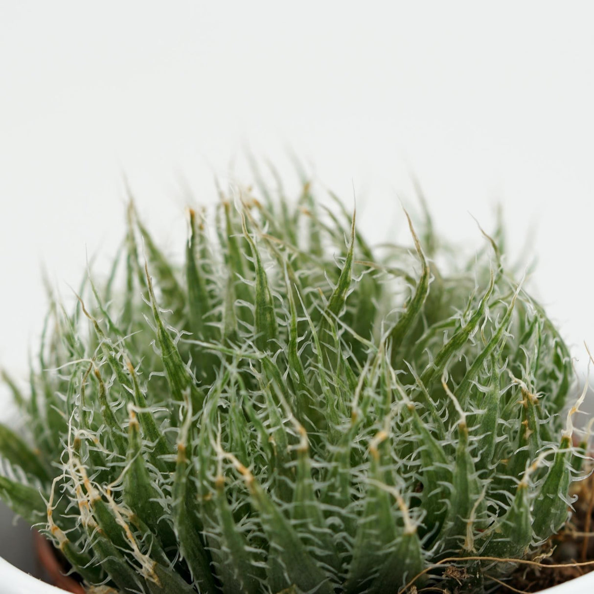 Aloe arachnoidea - 5.5cm