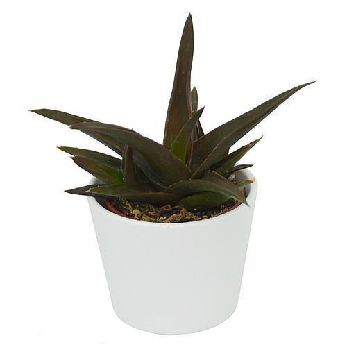 Aloe Black Gem - 6cm