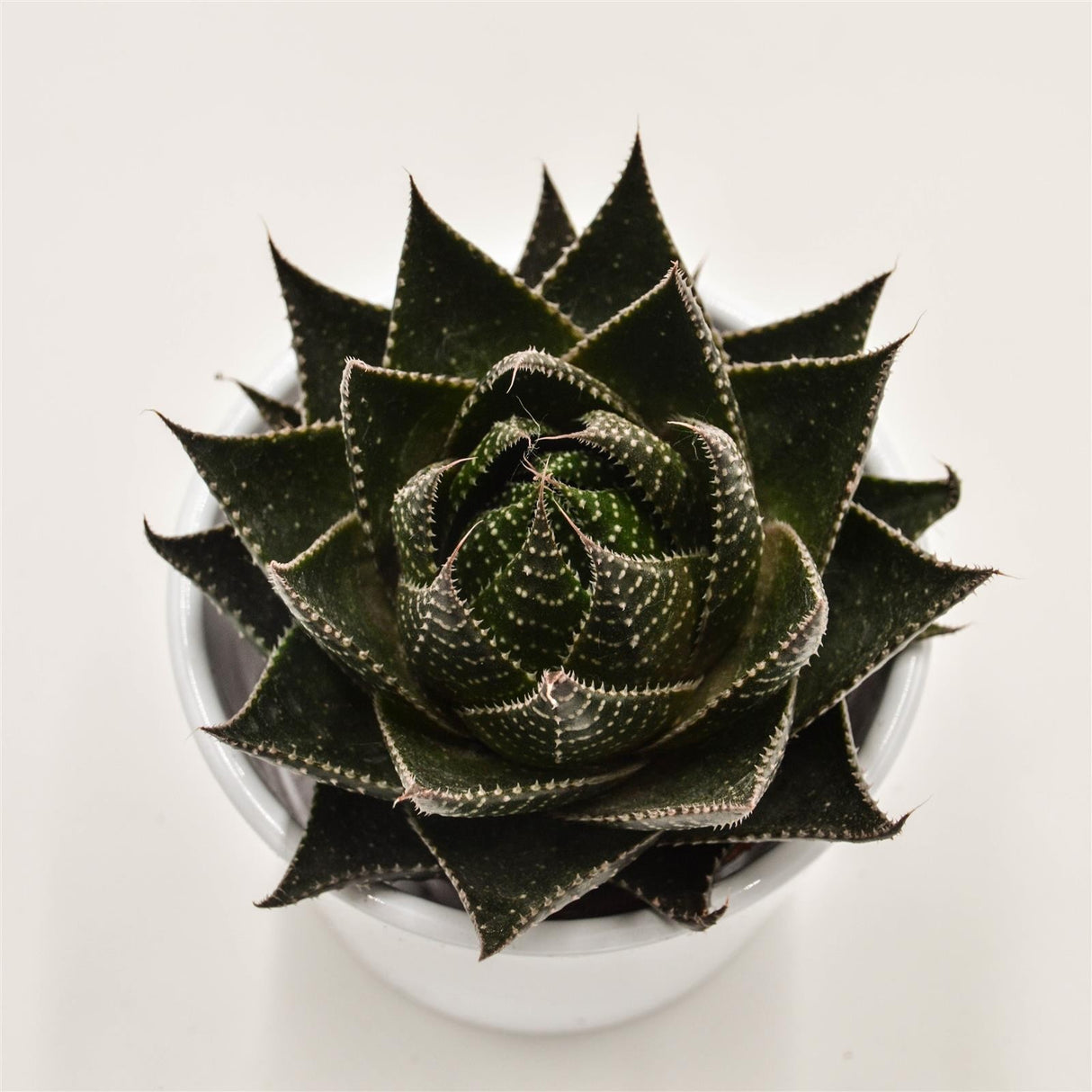 Aloe Cosmo - 8.5cm