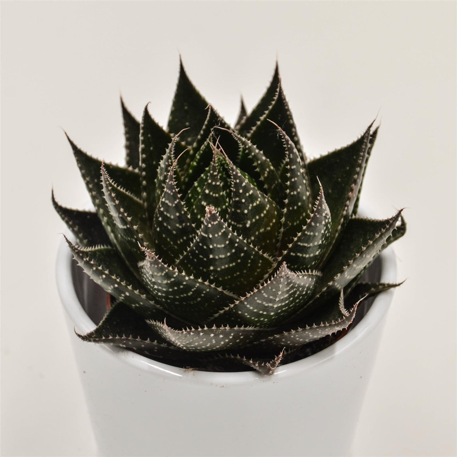 Aloe Cosmo - 8.5cm