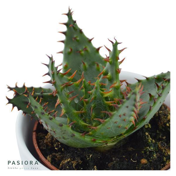 Aloe ferox - 5.5cm