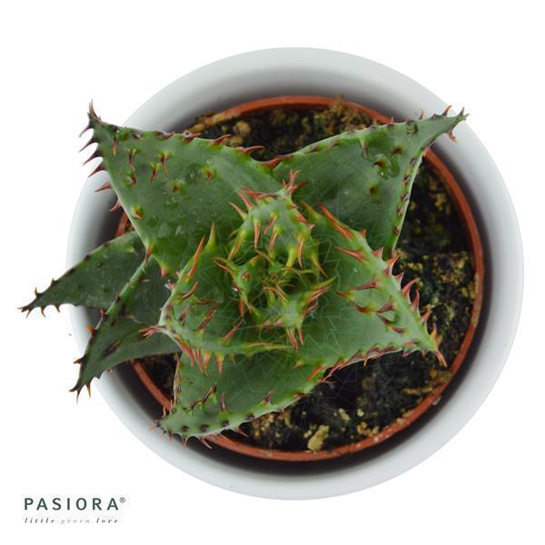 Aloe ferox - 5.5cm