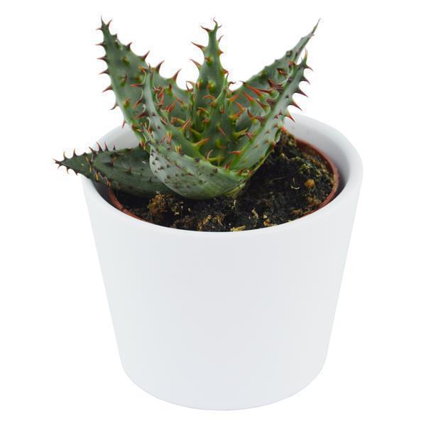 Aloe ferox - 5.5cm