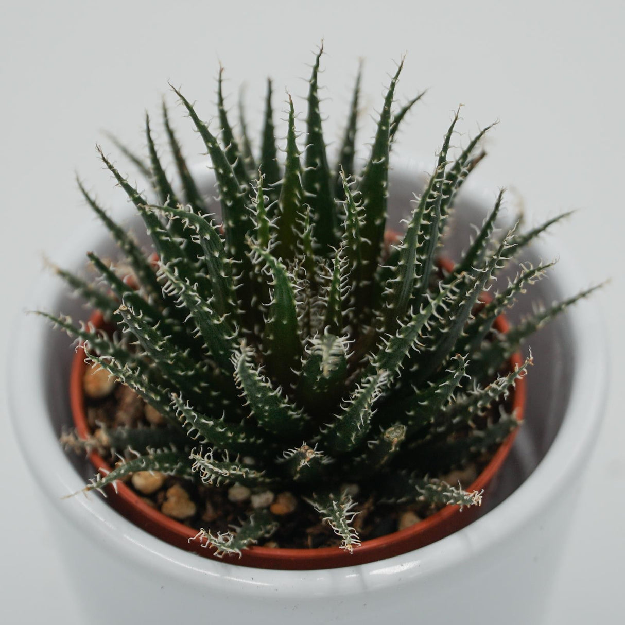 Aloe haworthioides - 5,5cm