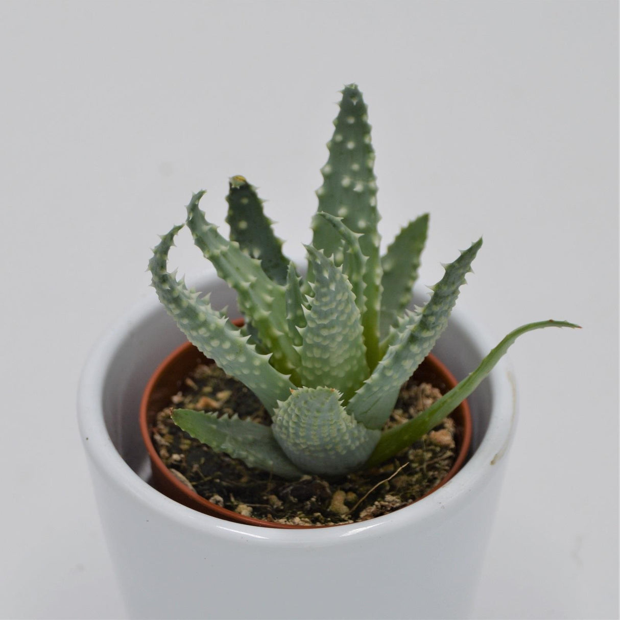 Aloe humilis - 5.5cm