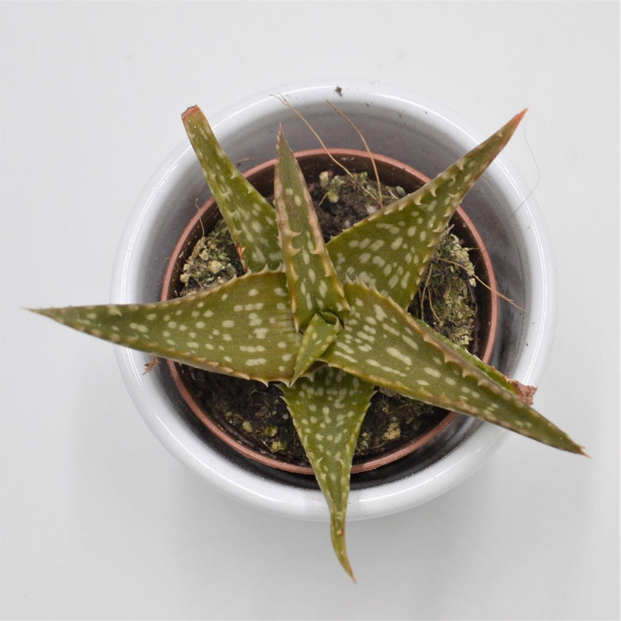 Aloe contina - 5.5cm