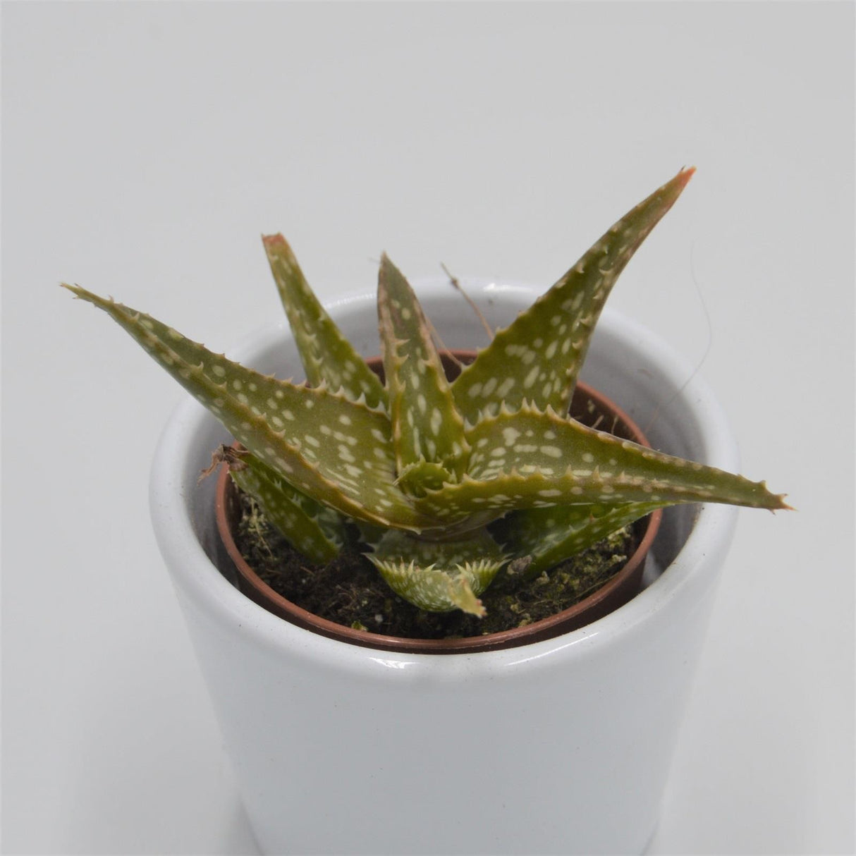 Aloe contina - 5.5cm