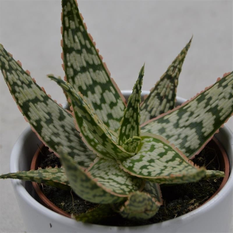 Aloe Pink Blush - 10,5cm