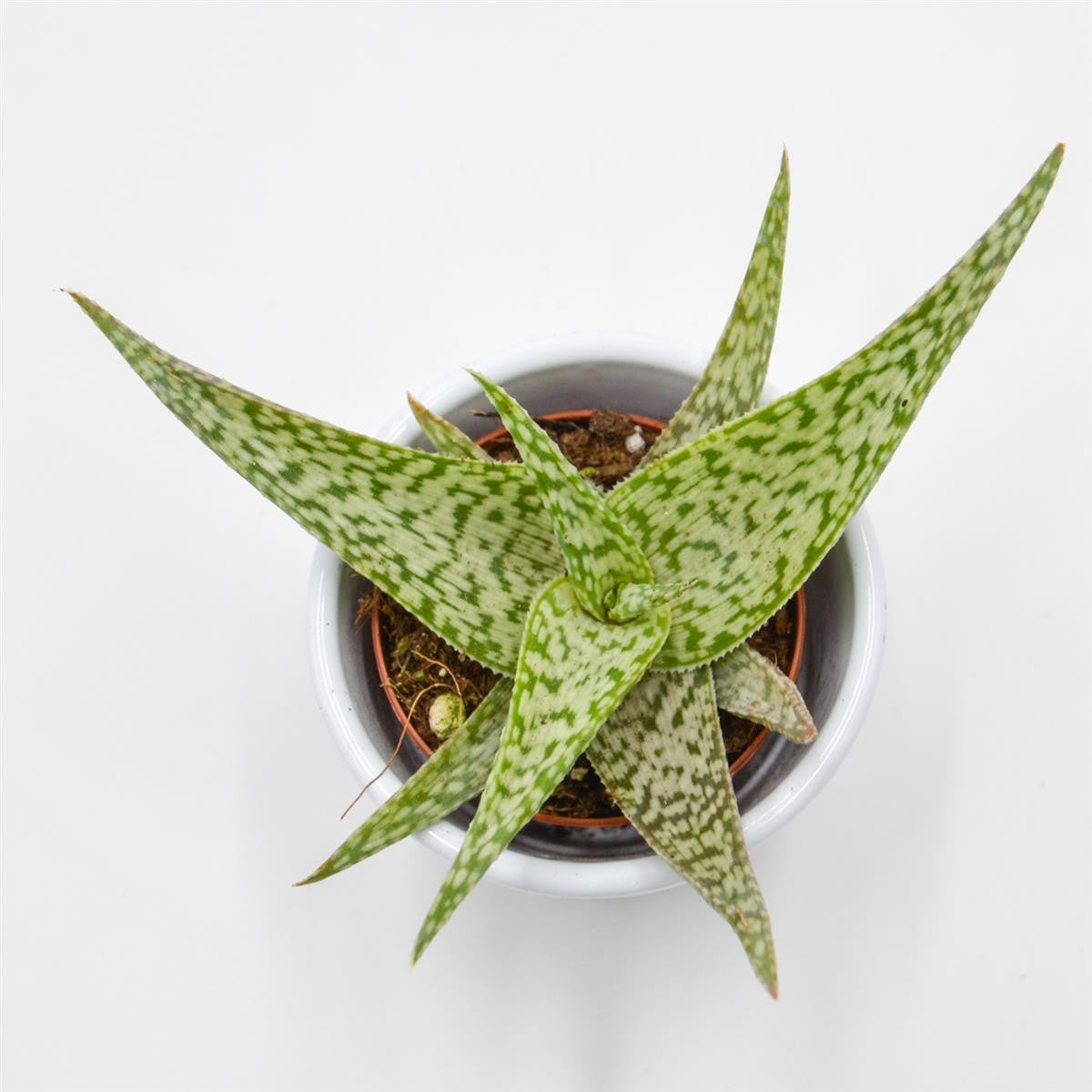 Aloe rauhii Snowflake - 5.5cm