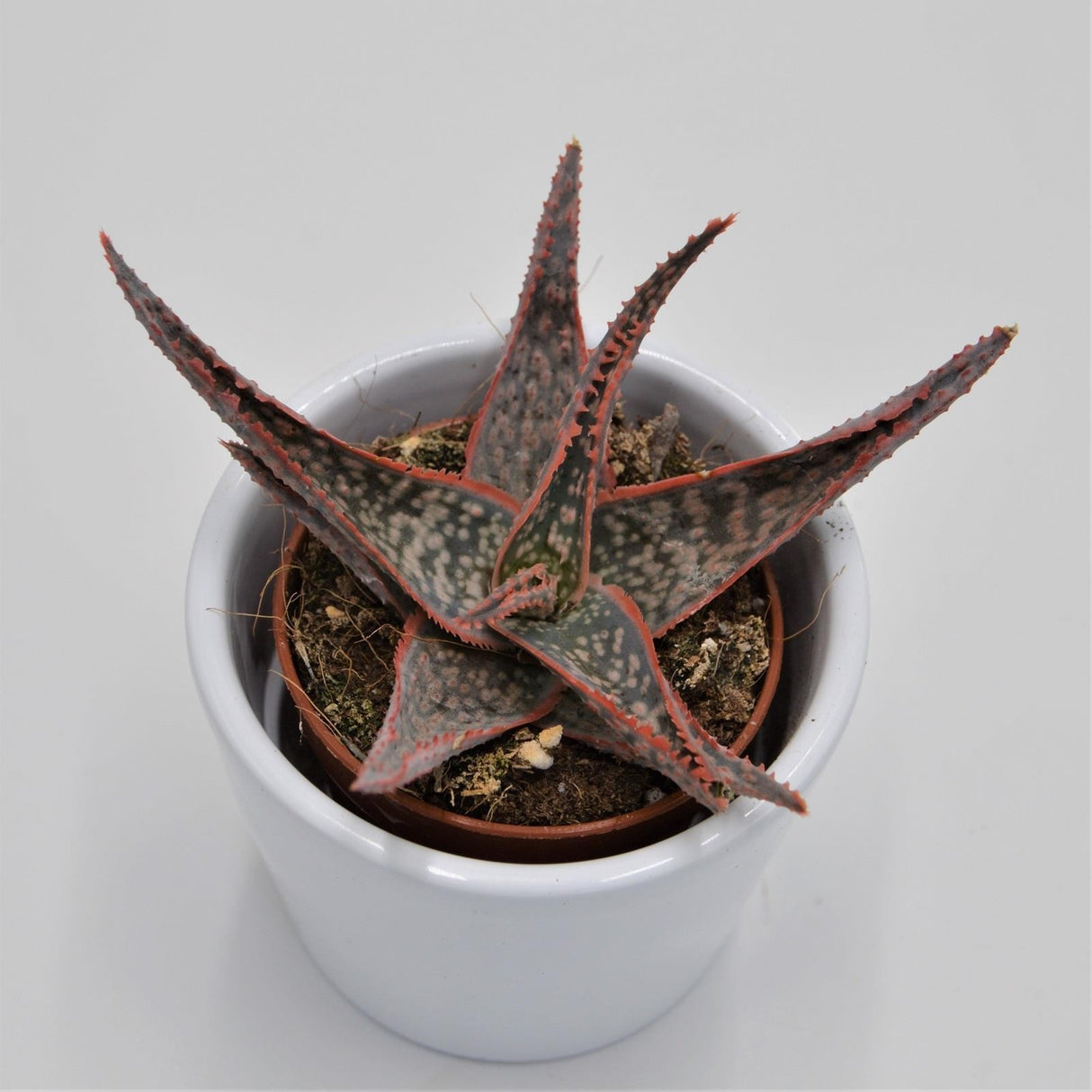 Aloe Red Shade - 6cm