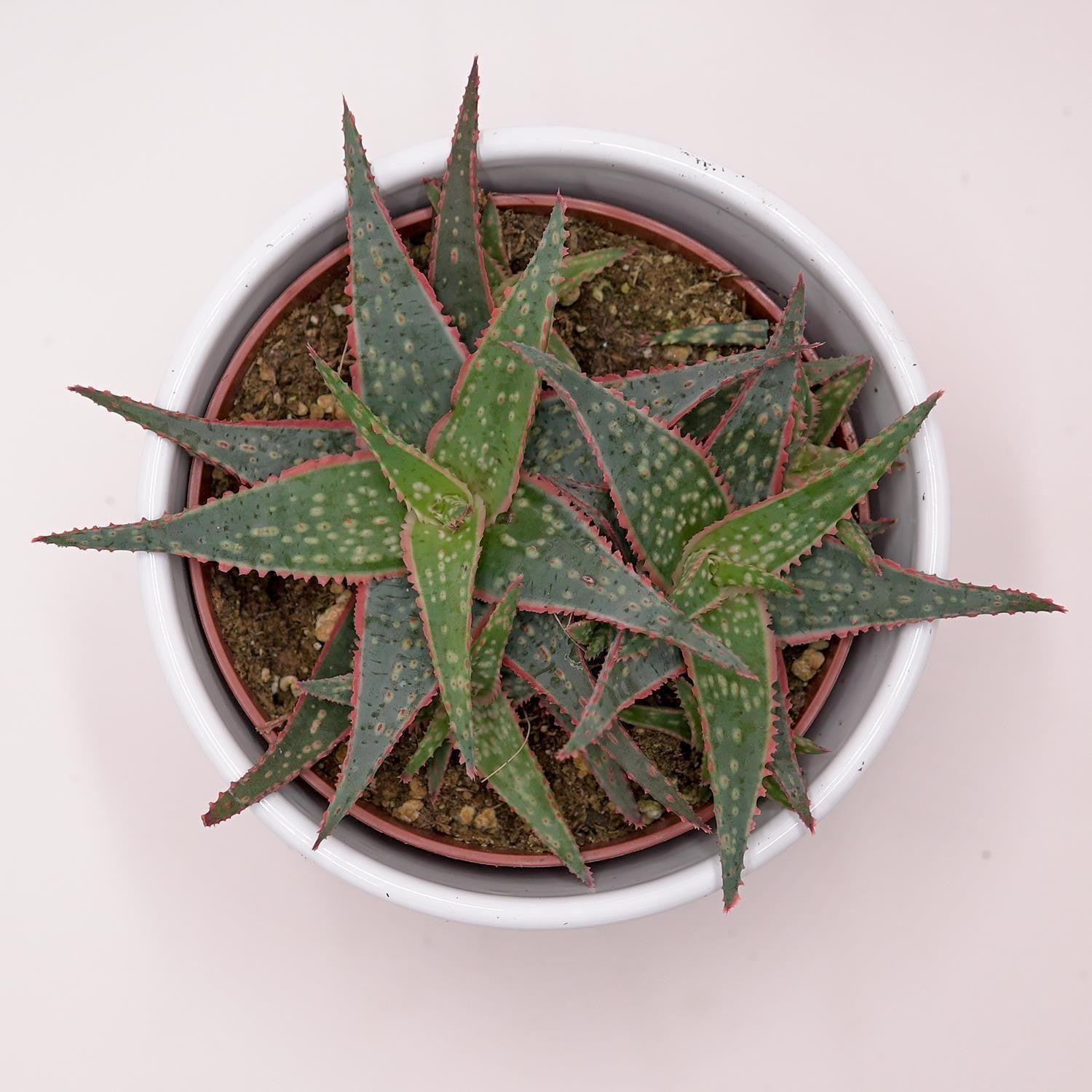 Aloe Red Shade - 10.5cm