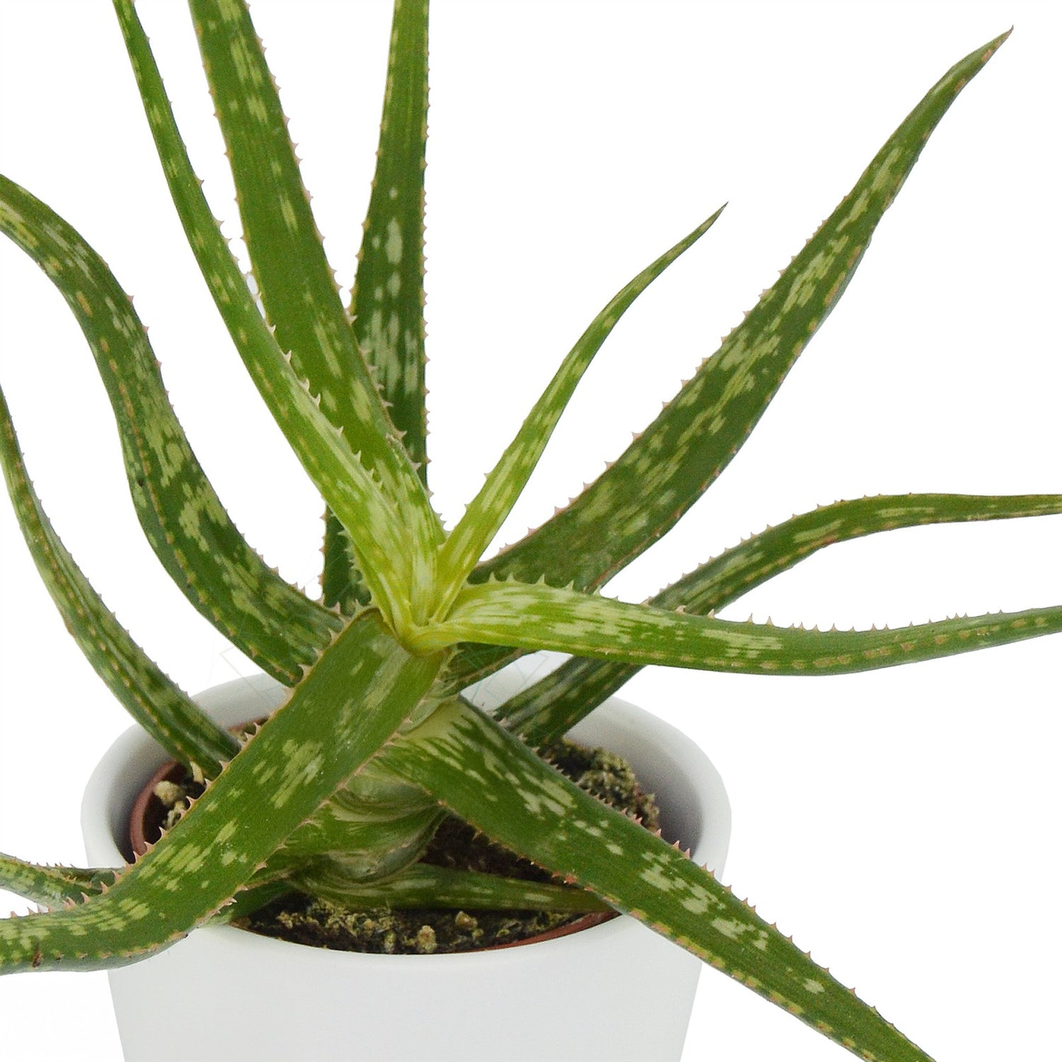 Aloha Aloe, 5 pieces