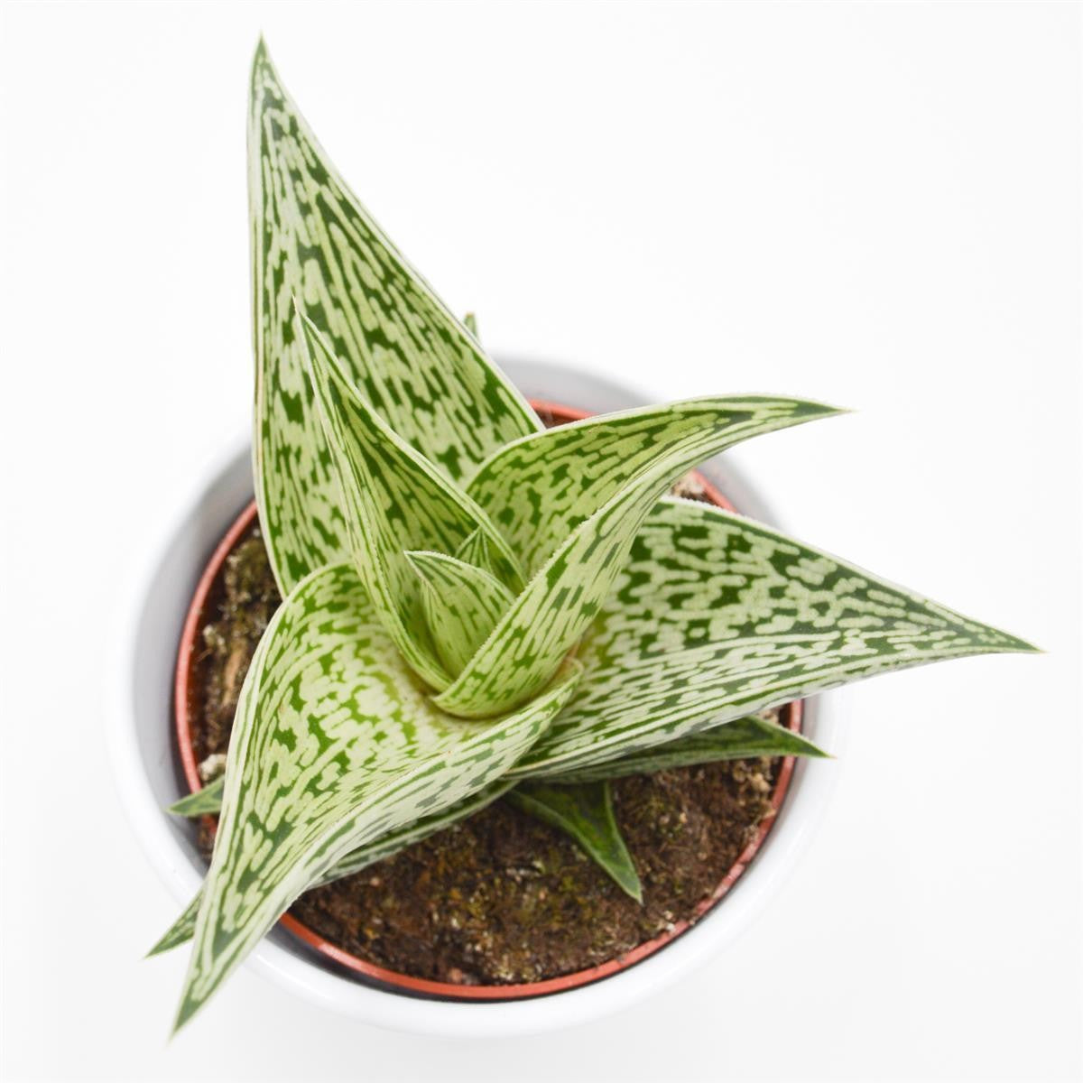 Aloe Tribal - 10.5cm