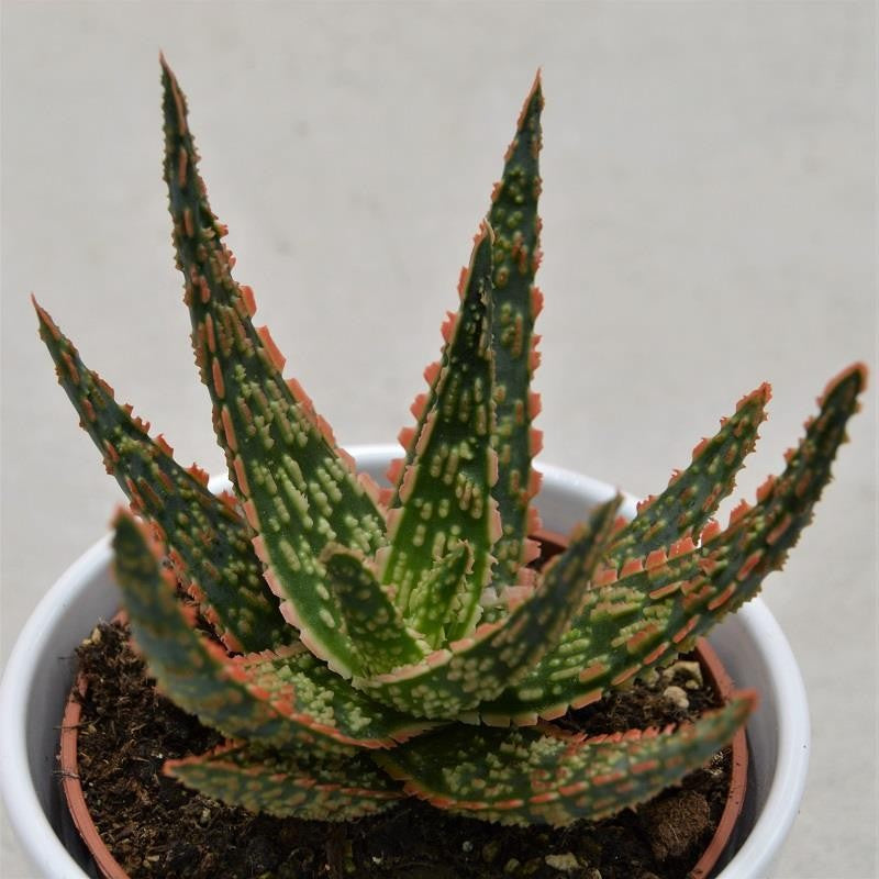 Aloe zebrina Dannyz - 10.5cm
