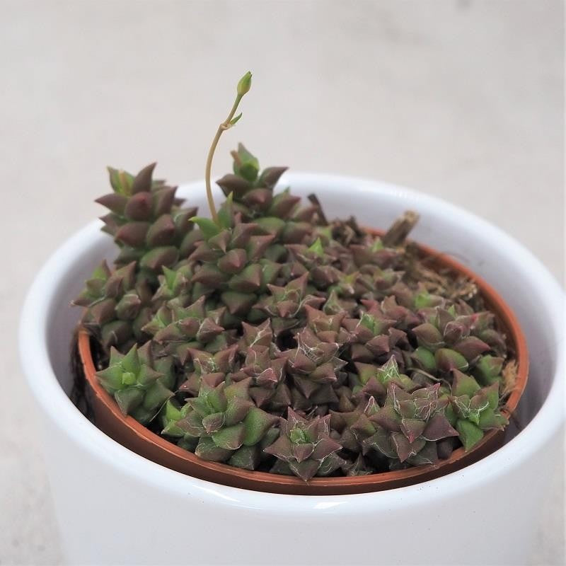Anacampseros retusa - 8.5cm