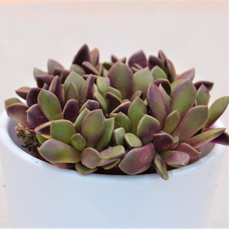 Anacampseros retusa f. rubra - 8.5cm