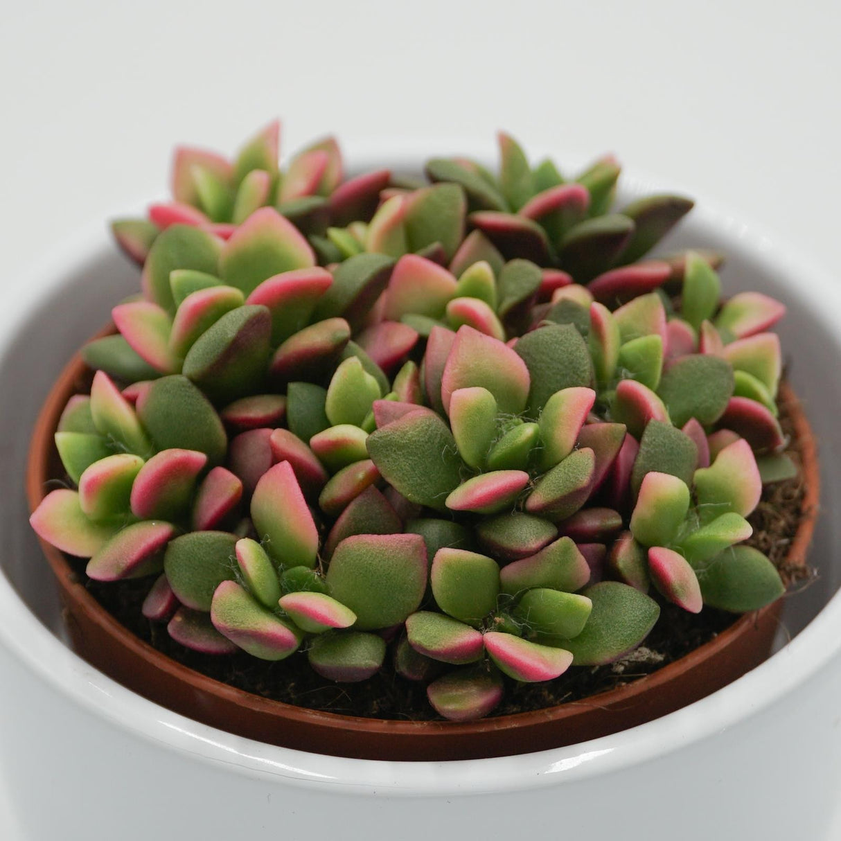 Anacampseros rufescens subsp. variegata - 9cm