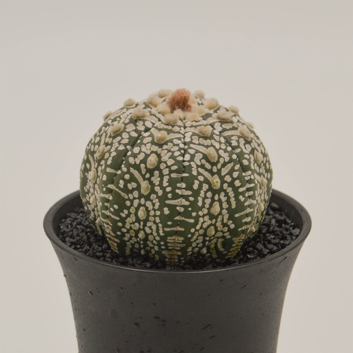 Astrophytum asterias - 8cm