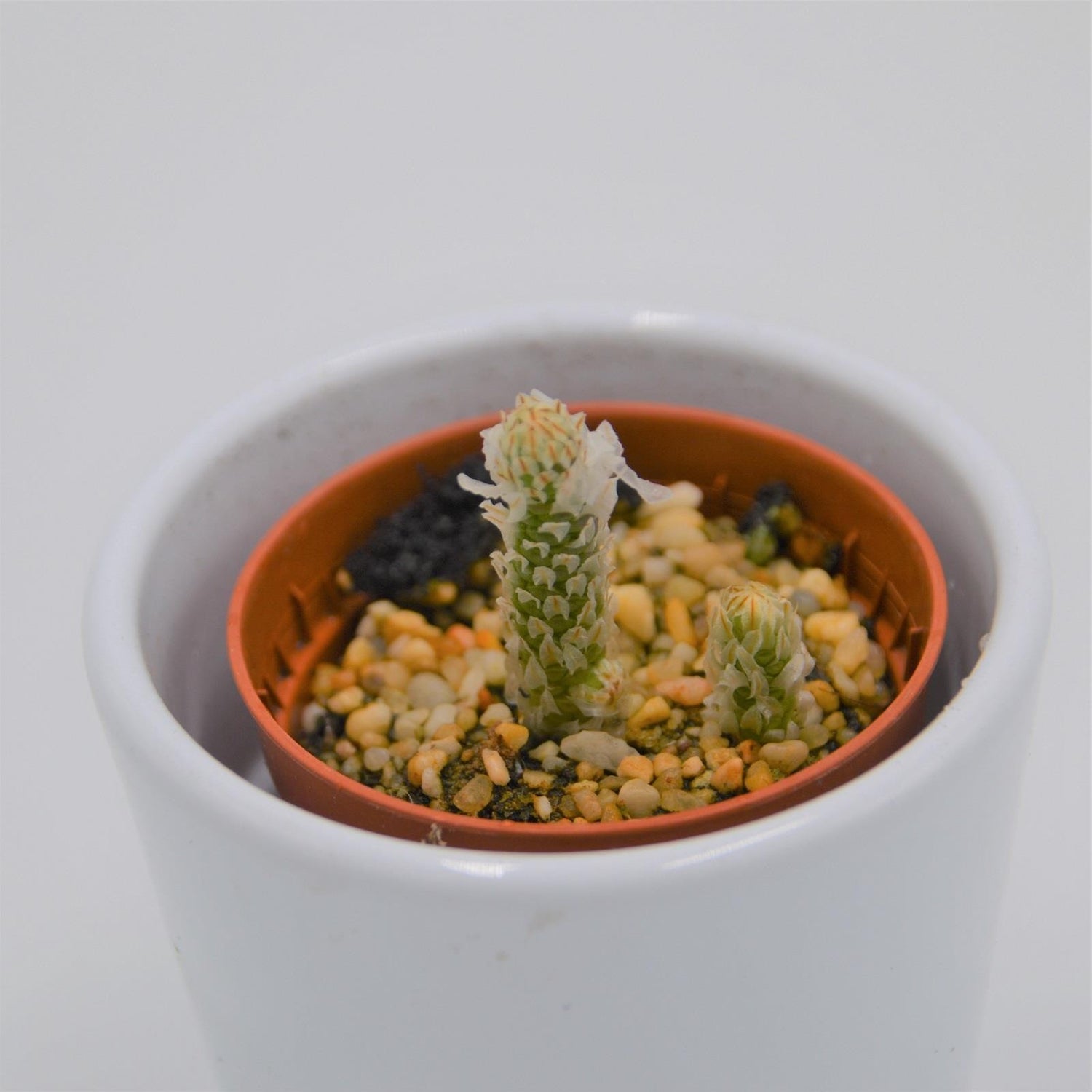 Avonia recurvata - 5.5cm