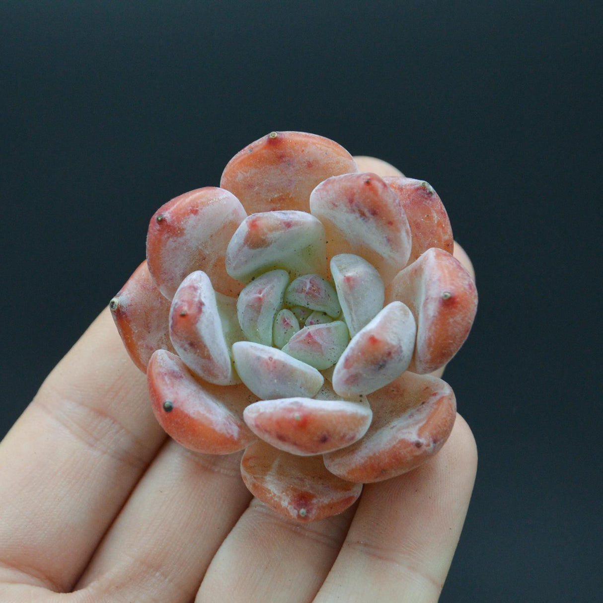 Echeveria Snow Peach