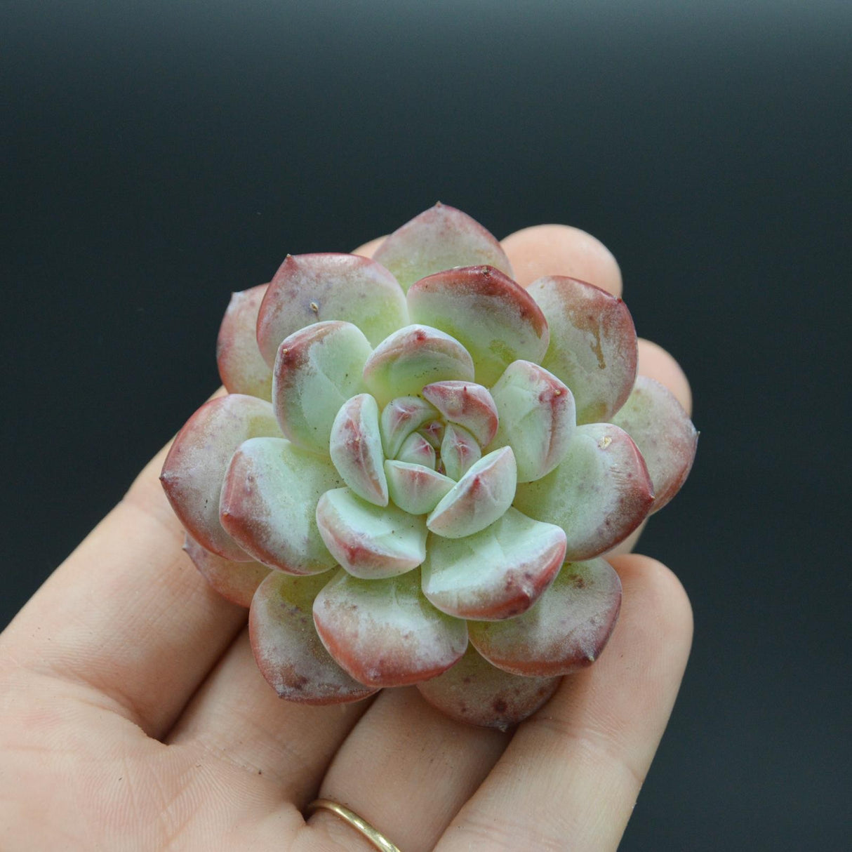 Echeveria Iceland