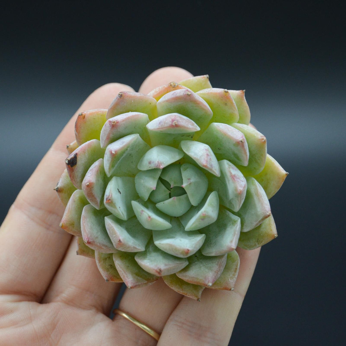 Echeveria Tippy