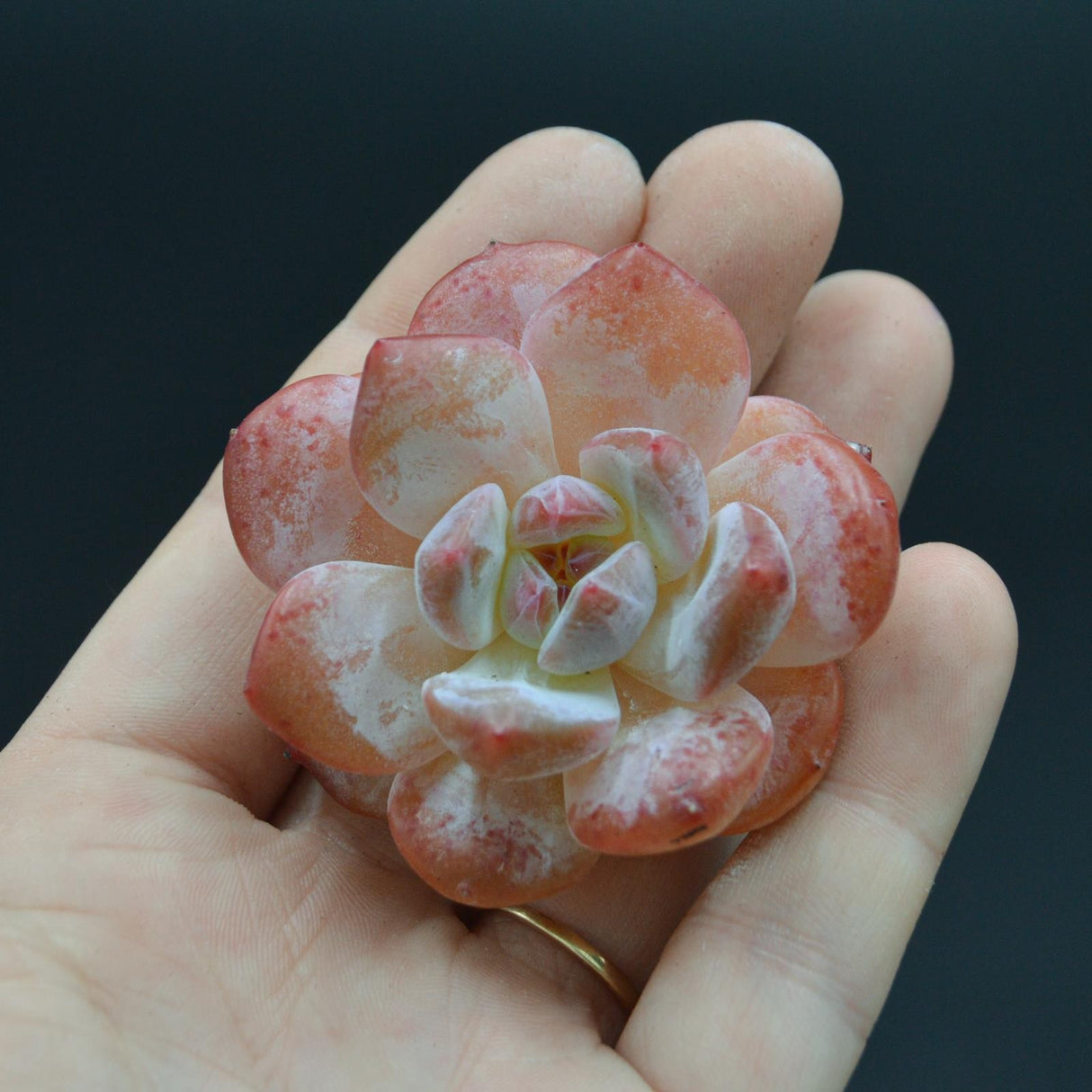 Echeveria Monroe