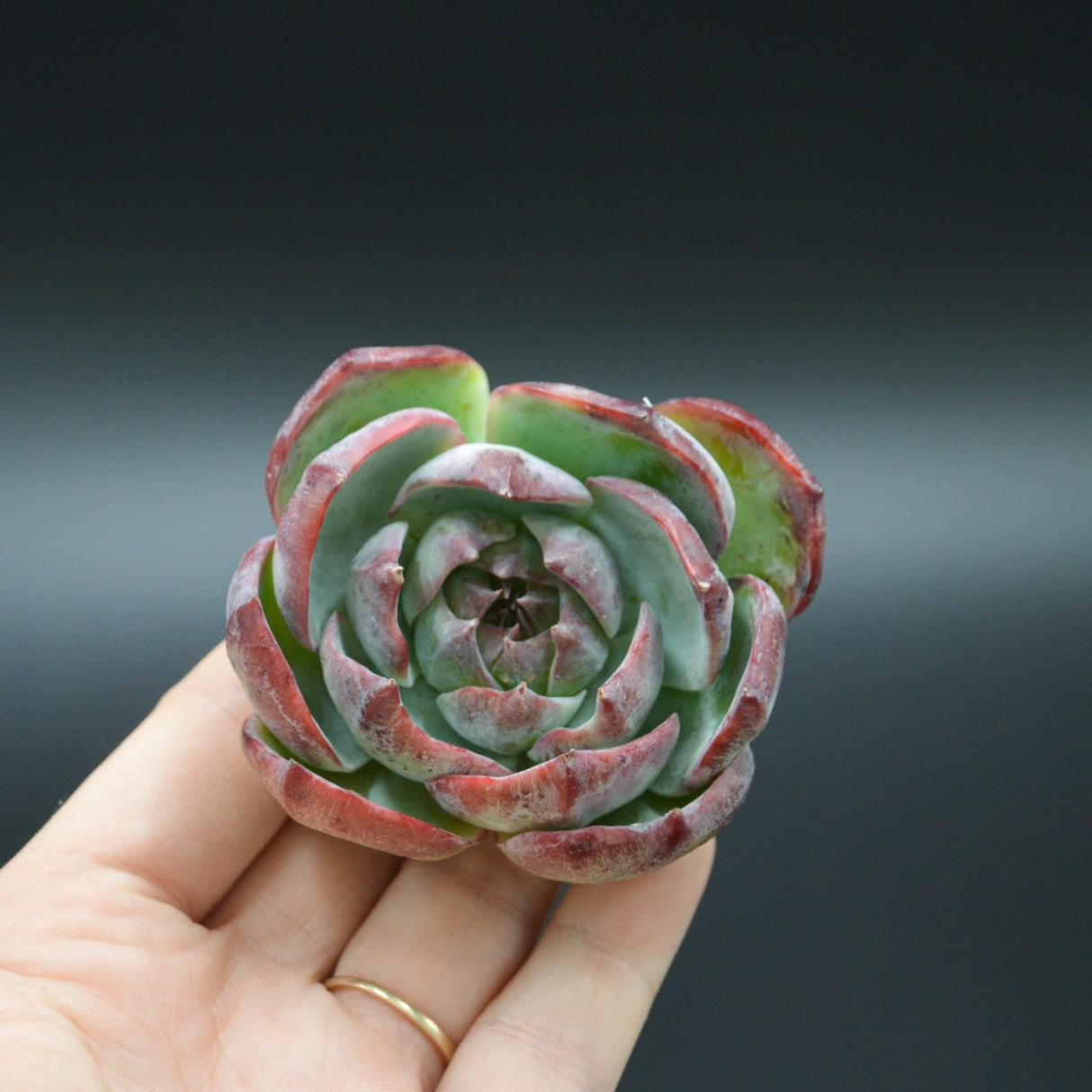 Echeveria Casio