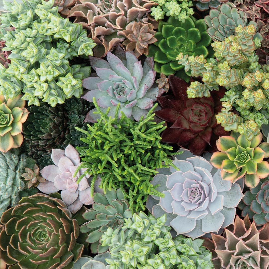 Succulent Puzzle - 1000 Pieces