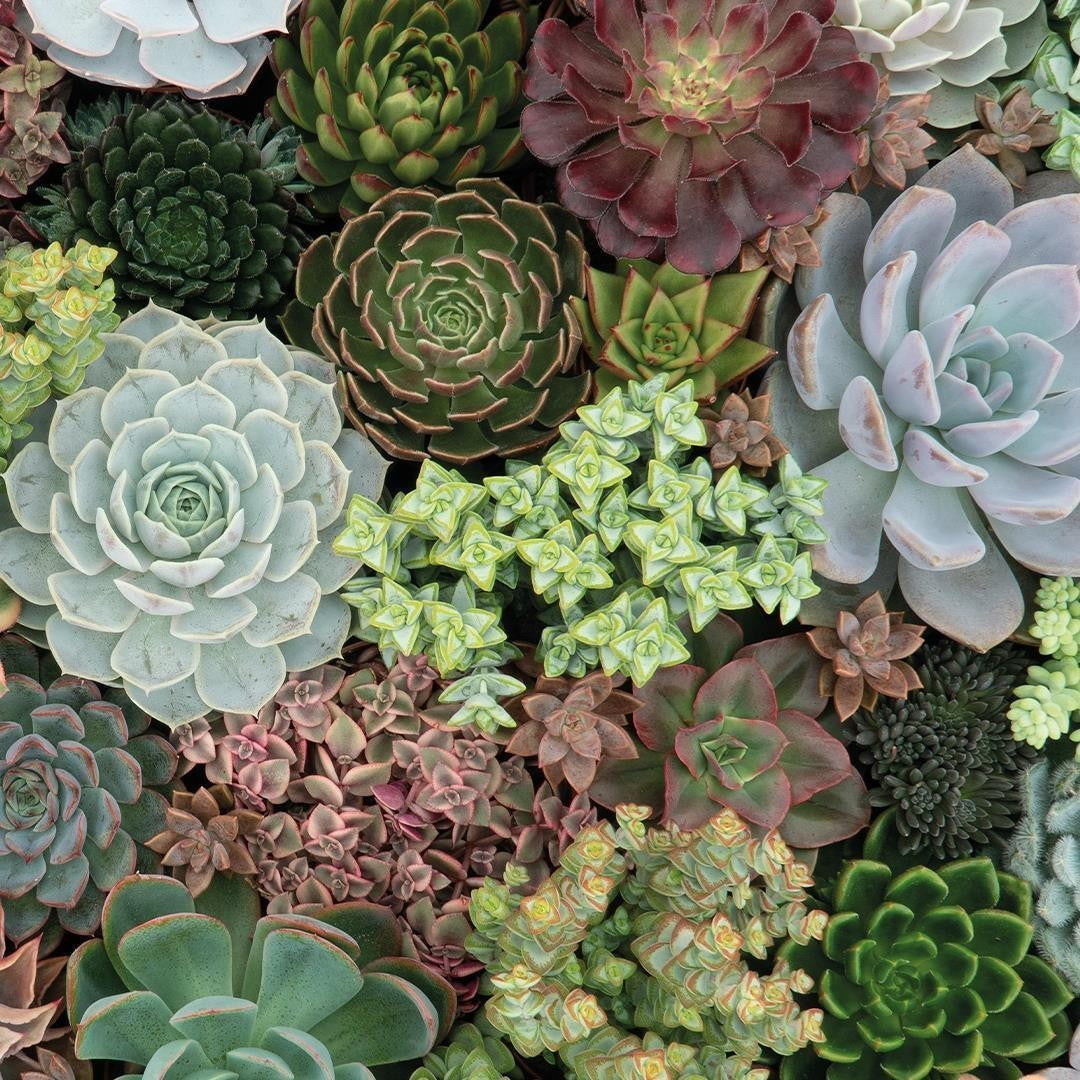 Succulent Puzzle - 1000 Pieces