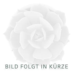 Cactus-shaped jewelry, rosé