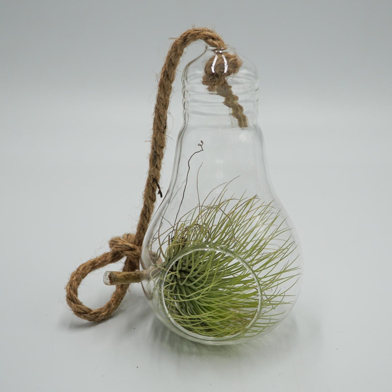 Pear-glass terrarium