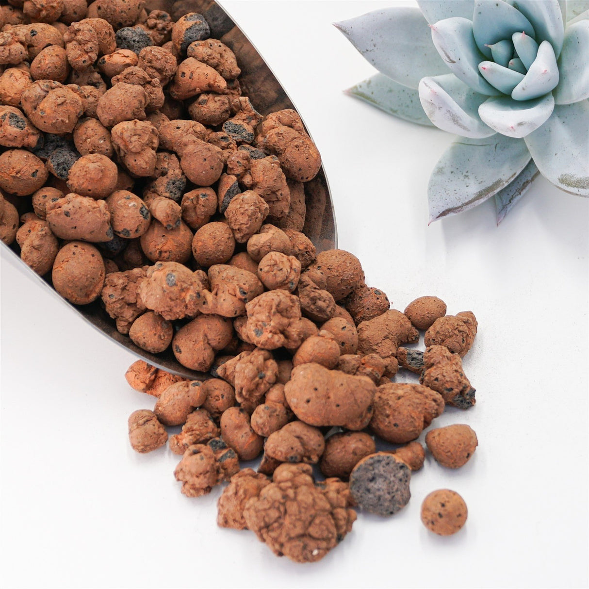 Blähton - Tongranulat (8-16mm)