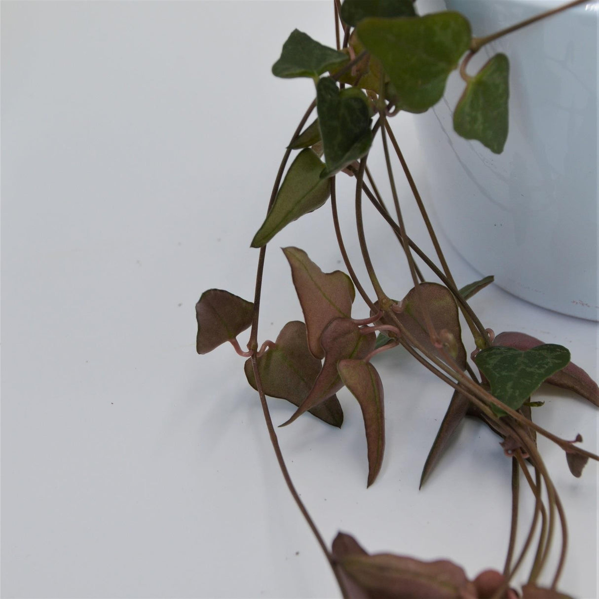 Ceropegia woodii Orange - 8cm