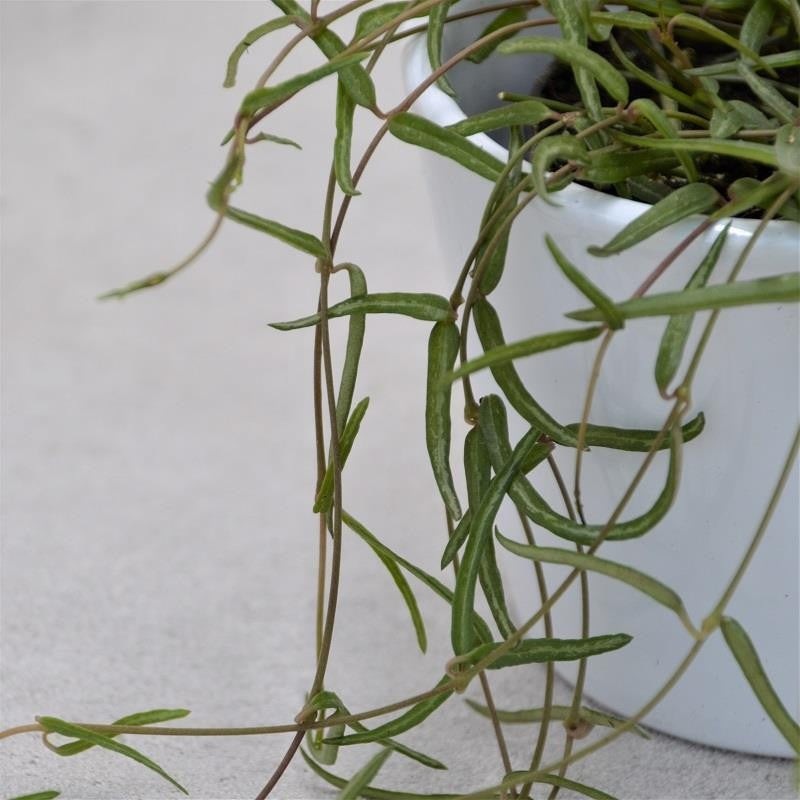 Ceropegia linearis ssp. debilis - 8cm