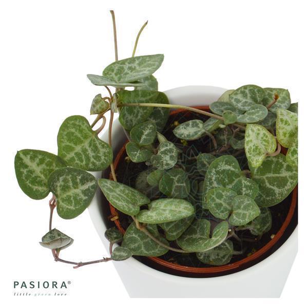 Icarus Hanging Succulents