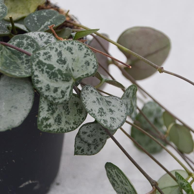 Ceropegia woodii - 8cm