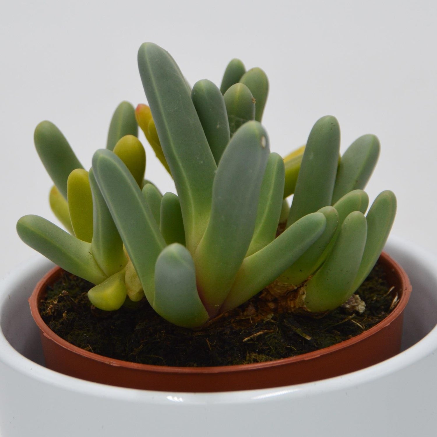 Cheiridopsis denticulata - 8.5cm