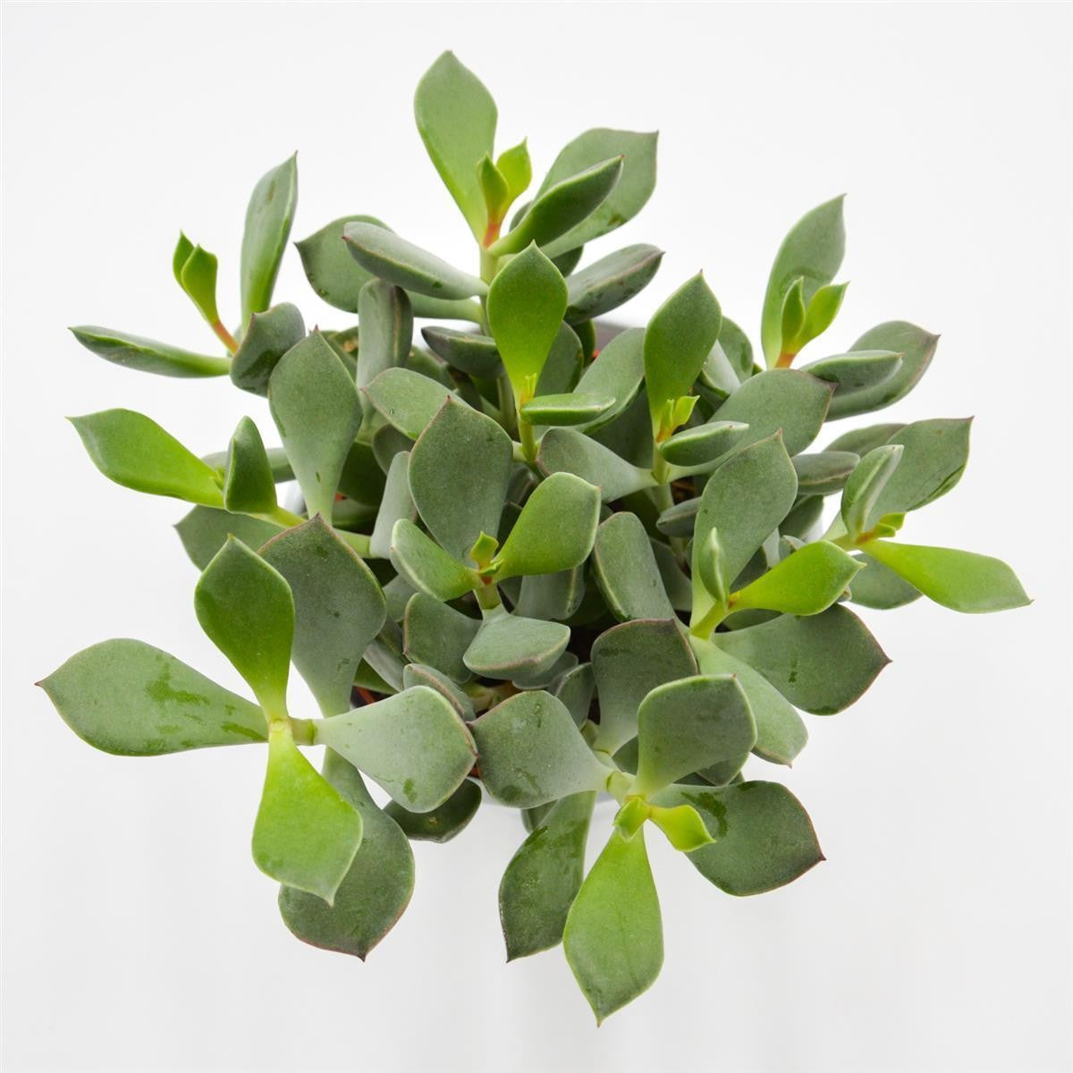 Cotyledon orbiculata Picco Coin - 12cm