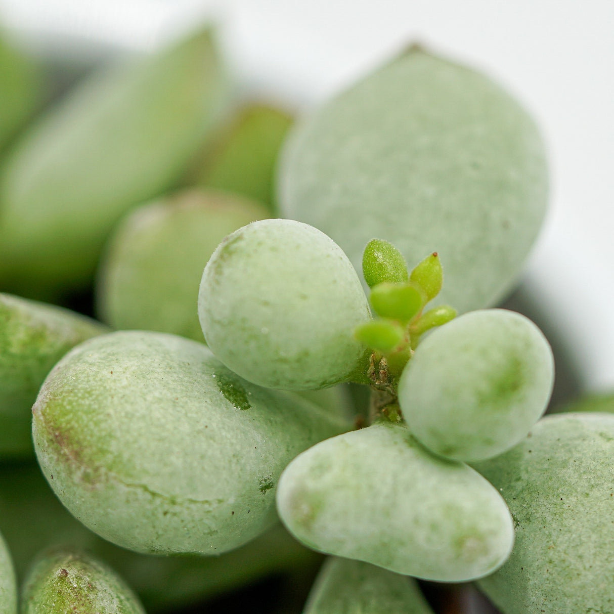 Cotyledon pendens - 5.5cm