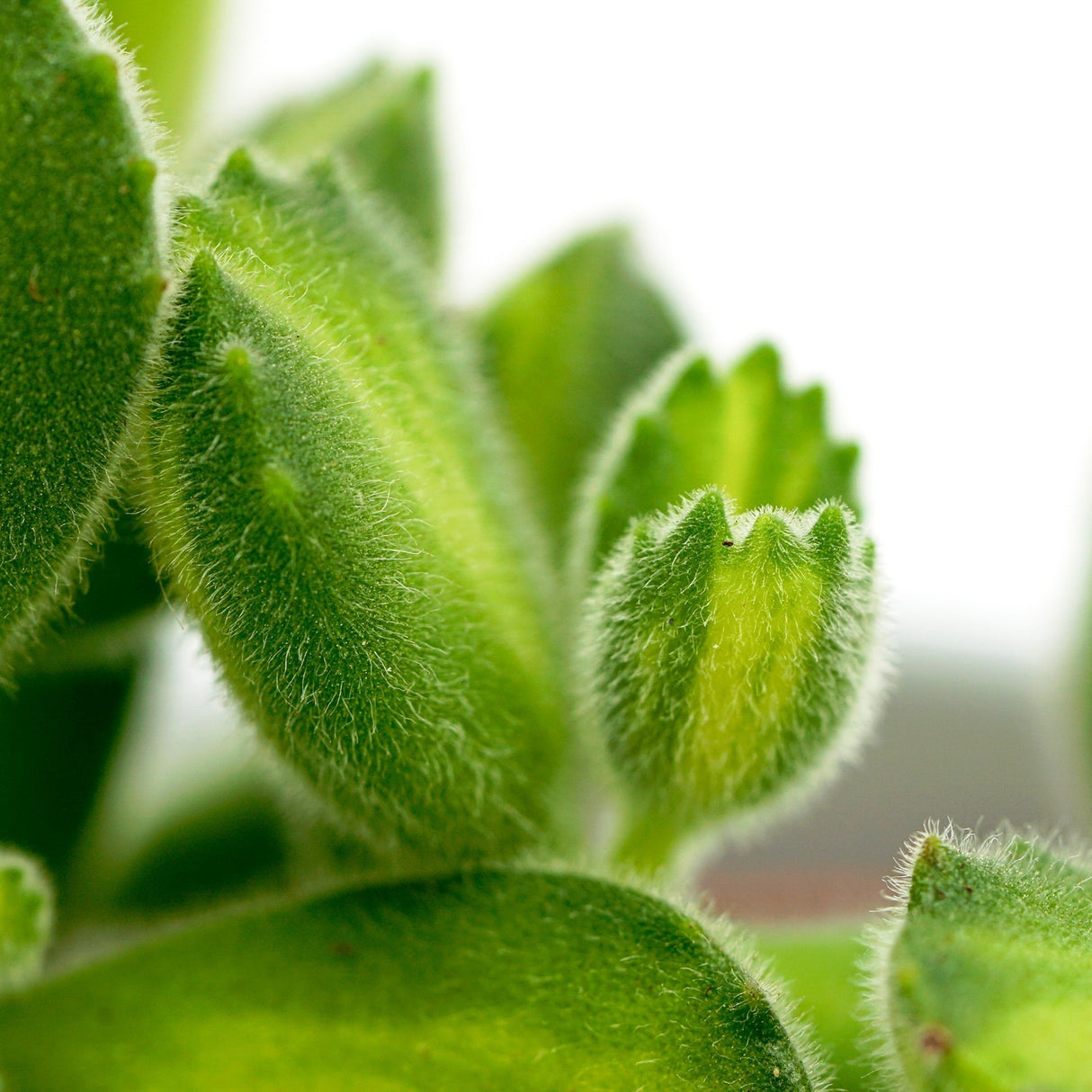 Cotyledon tomentosa Lemon Stripe - 6cm