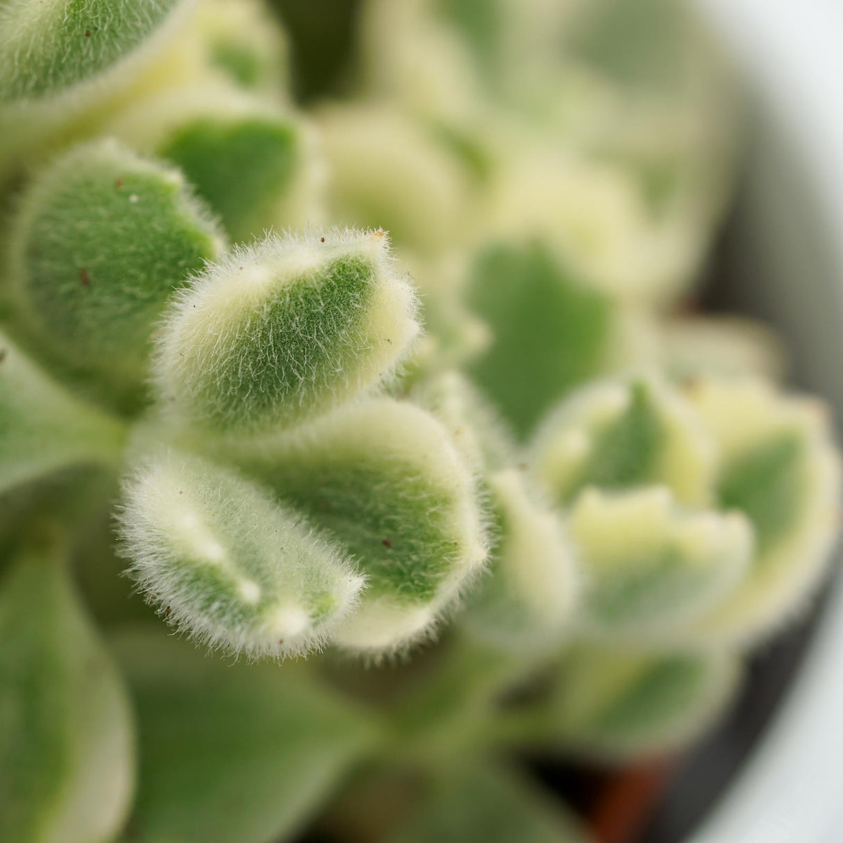 Cotyledon tomentosa Variegata - 8,5cm