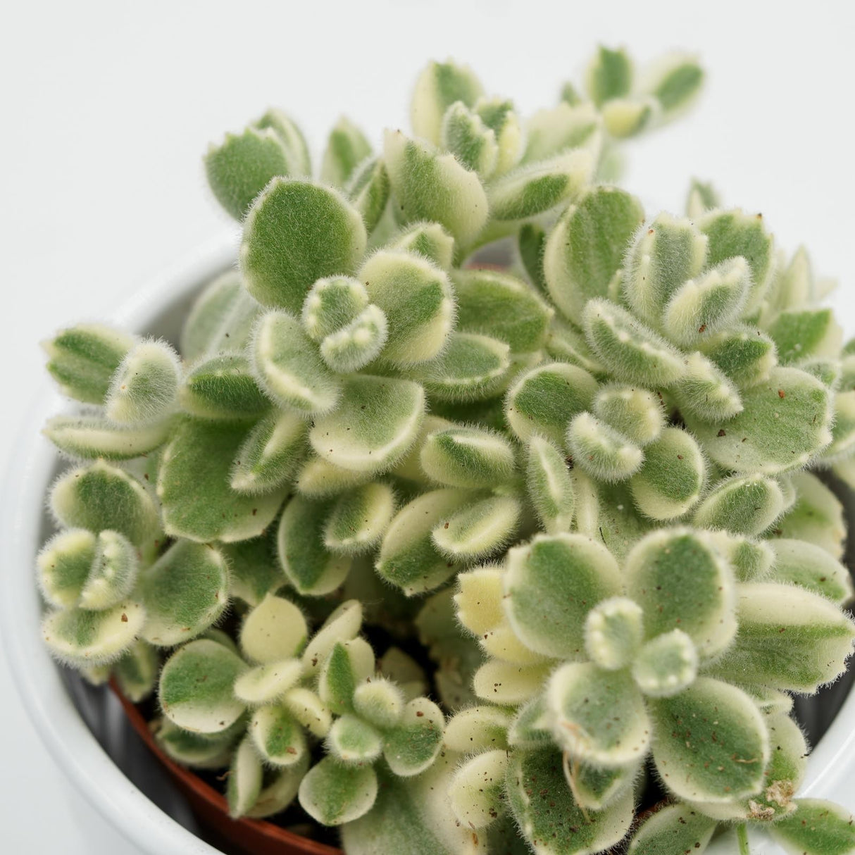 Cotyledon tomentosa Variegata - 8,5cm