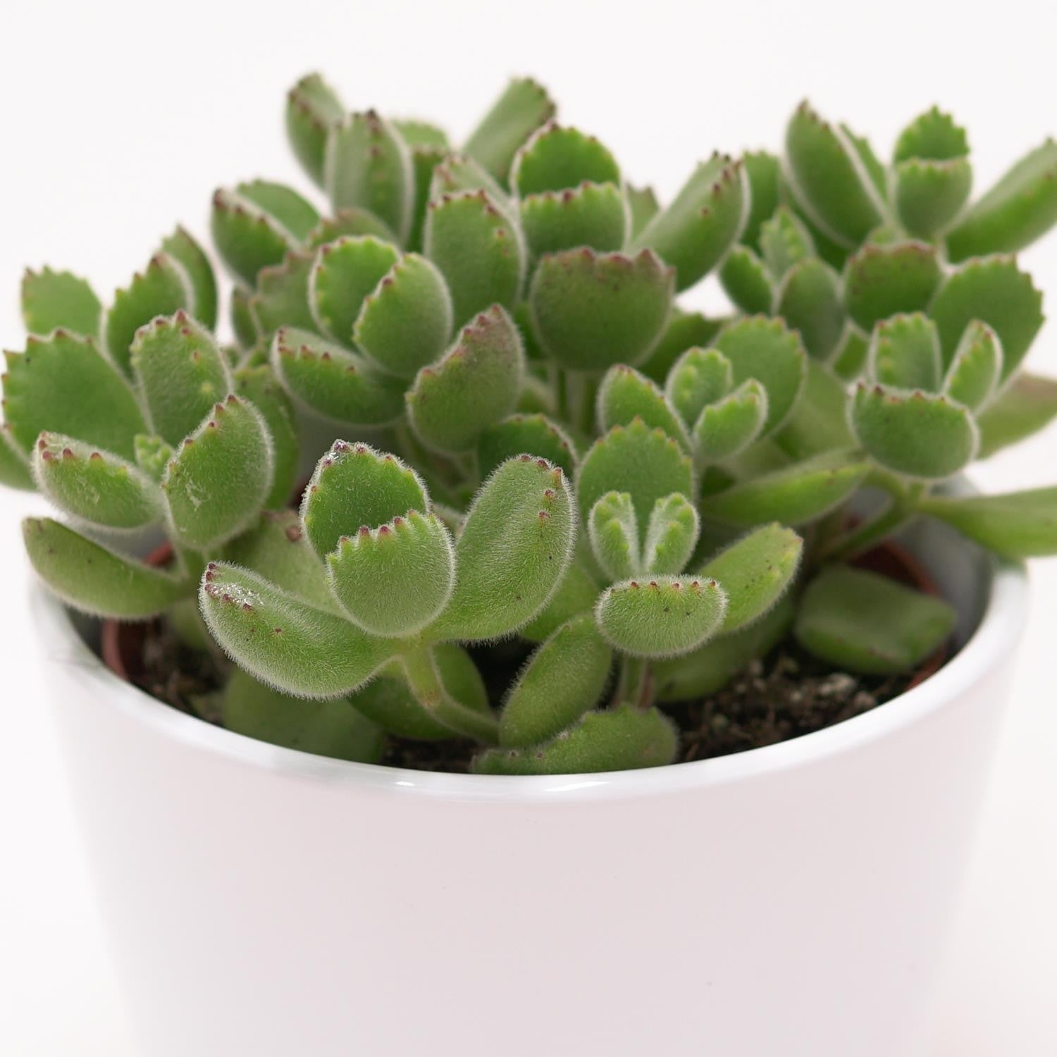 Cotyledon tomentosa - 8.5cm
