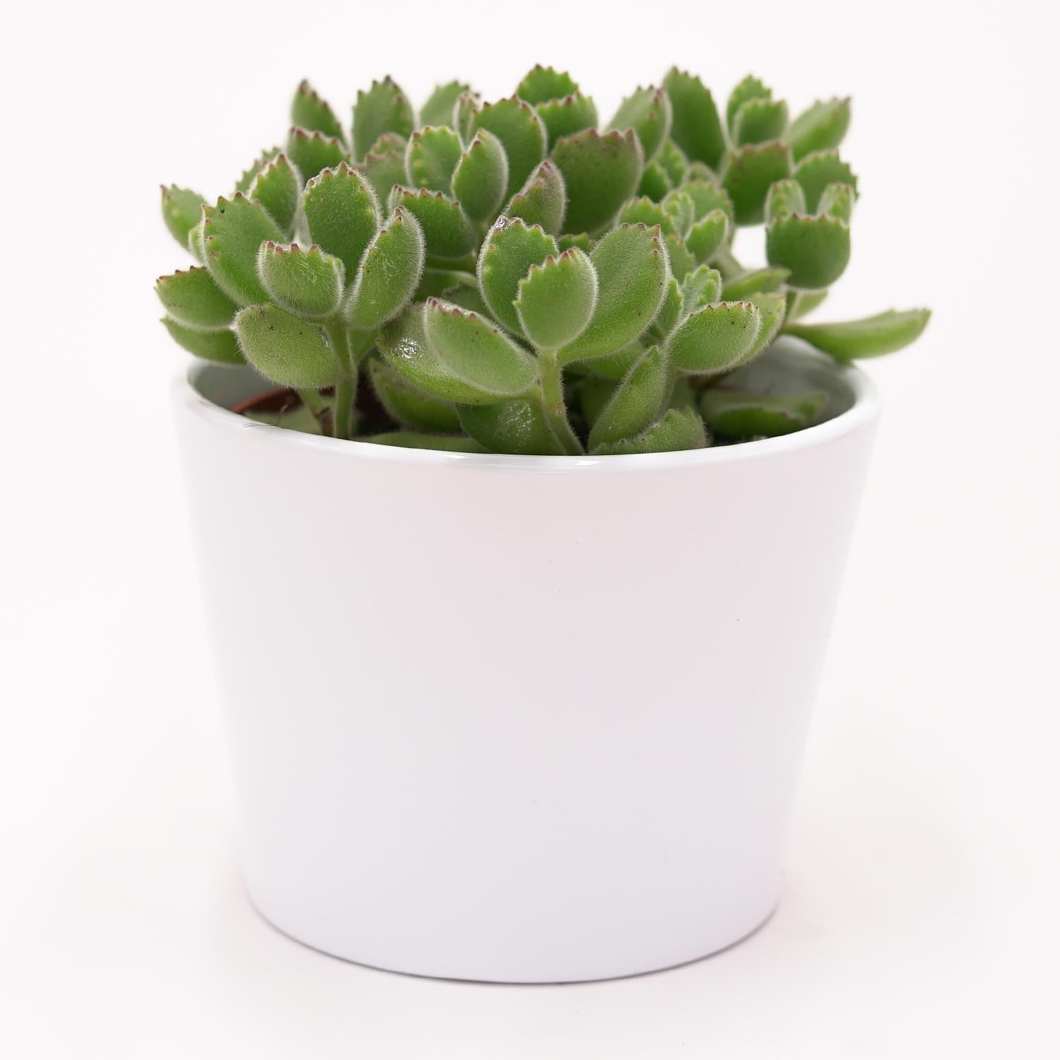 Cotyledon tomentosa - 8.5cm